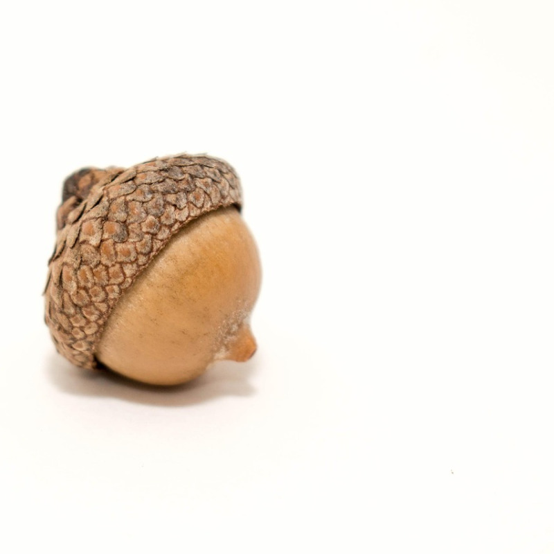 squirrel mascot portrait